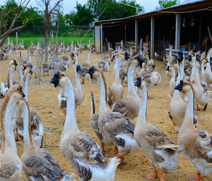 阜阳卢兹鹅苗价格报价 卢兹鹅苗养殖利润