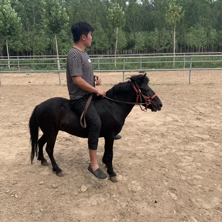 汉宫矮马养殖场矮马景区观赏矮马市场价格