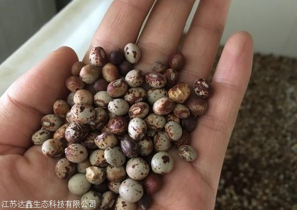 销售木豆种子木豆种子价格护坡灌木种子批发