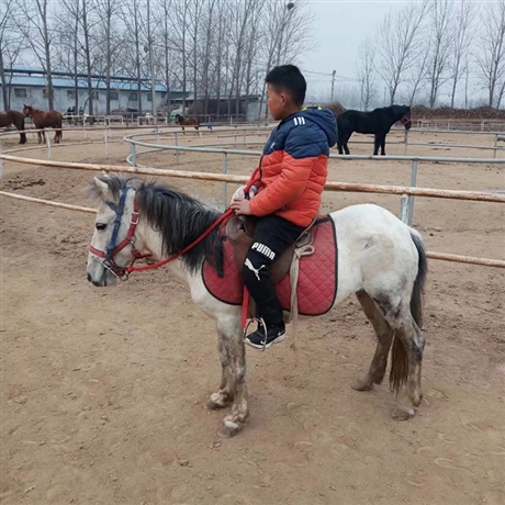 迷你小矮马养殖出售出售德保观赏矮马矮马养殖场