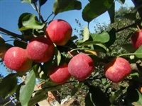 新品种水蜜桃苹果树苗多少钱一棵