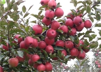早熟水蜜桃苹果树苗哪里卖嫁接苹果树苗