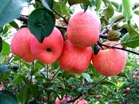水蜜桃苹果树苗死苗免费补发基地现货