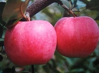 ƻ-ƻǮ