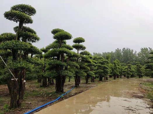 批发零售大叶女贞造型树