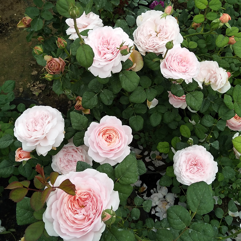 瑞典女王月季花苗藤本月季爬藤月季欧洲月季工程月季