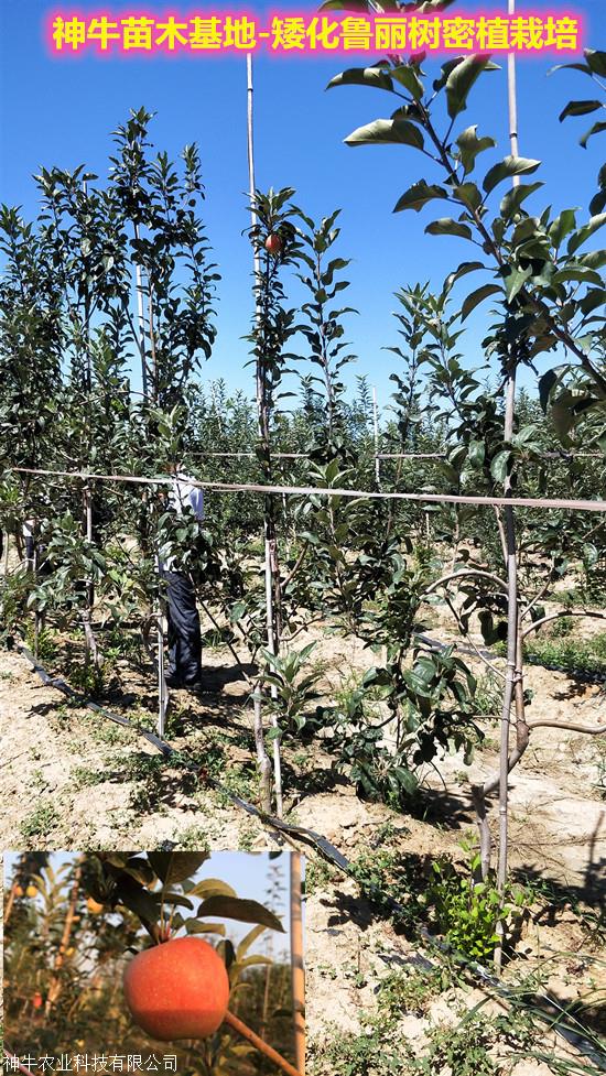 1公分鲁丽苹果苗种植基地 山东鲁丽苹果苗