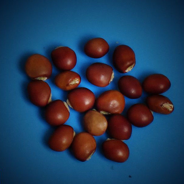 批发多花木兰种子灌木种子多花木兰量大优惠