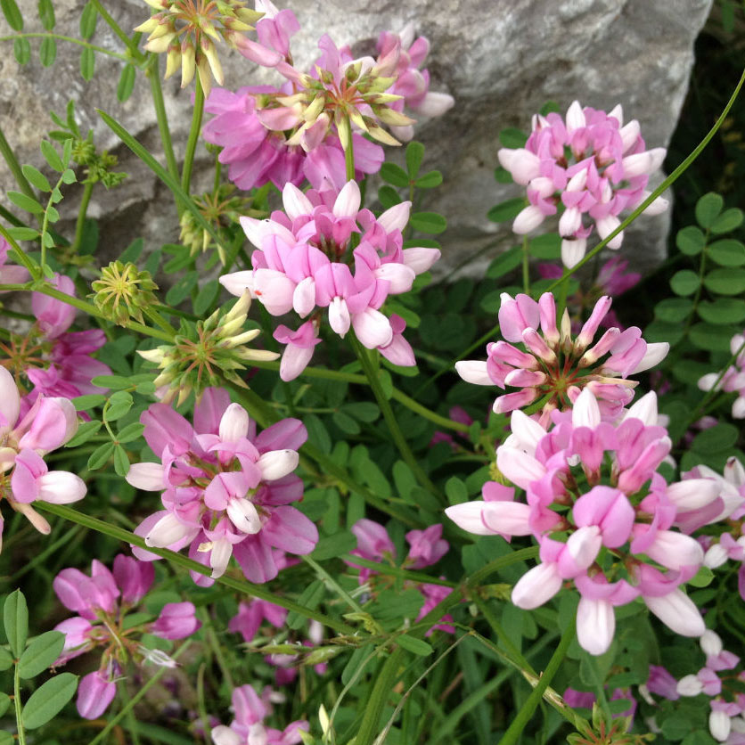多变小冠花种子种籽庭院高山坡荒地护坡观赏固土极强地被观赏花籽-搜