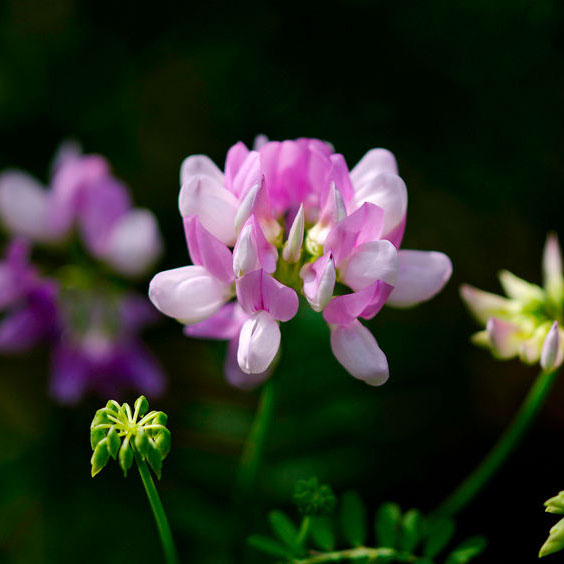 多变小冠花种子种籽 庭院高山坡荒地护坡种子