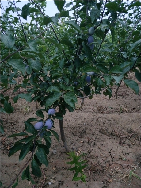 西梅蓝蜜李子苗水果种植前景山东西梅蓝蜜李子苗特点