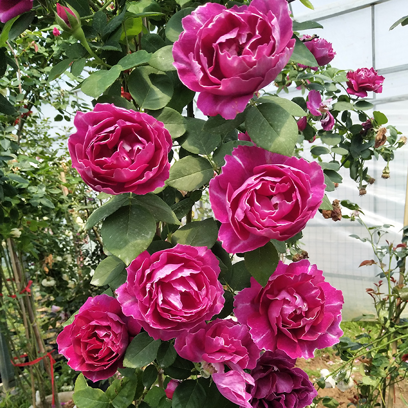 紫袍玉带月季花苗爬藤月季藤本欧月