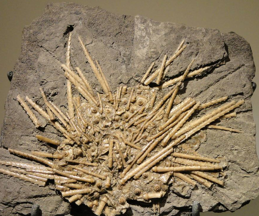 生物管虫化石现金交易公司哪里有