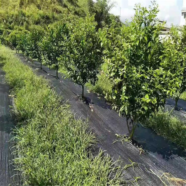 花椒樹防草布廠家,花椒樹基地鋪設防草布