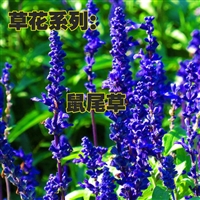 鼠尾草种子 今年新采 草花品种 观赏效果好