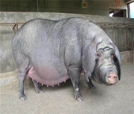 黑山老母猪图片图片