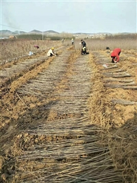 苹果苗价格苹果苗品种鲁丽苹果苗