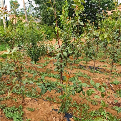 鸭梨树苗什么时候种植,鸭梨树苗