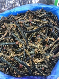 中药材蜈蚣批发价格  产地直销