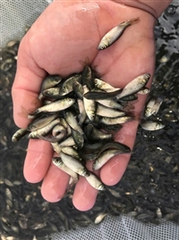 鲫鱼苗 鲫鱼鱼苗大量 不产子 生长快 病害少