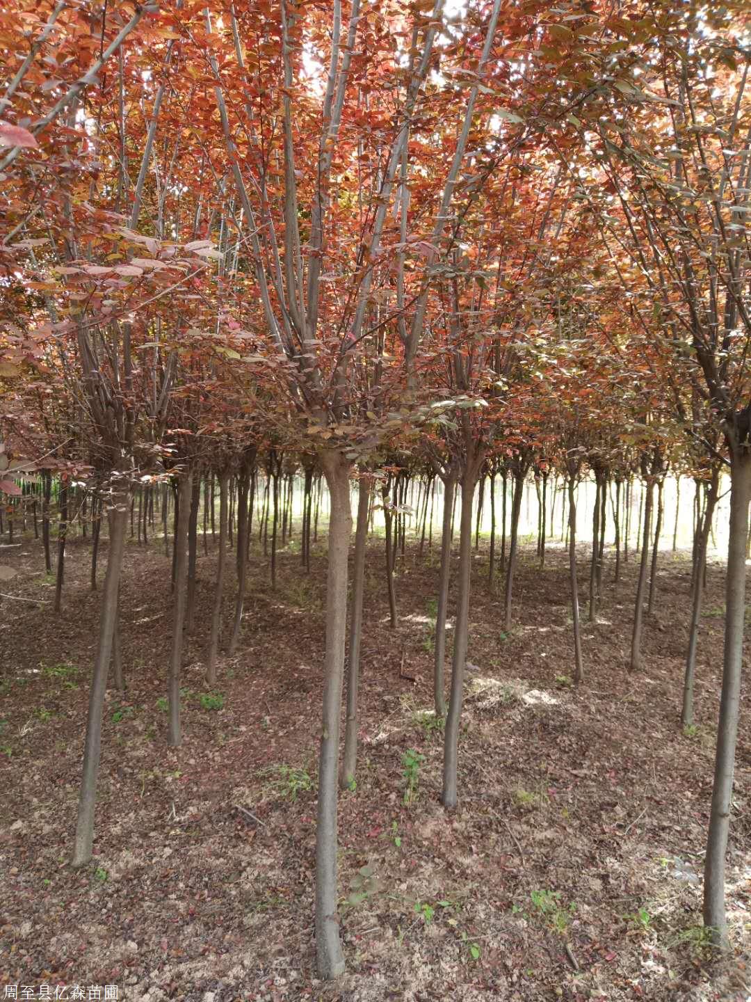 陕西红叶李价格 陕西红叶李价格批发 陕西红叶李苗木供应信息