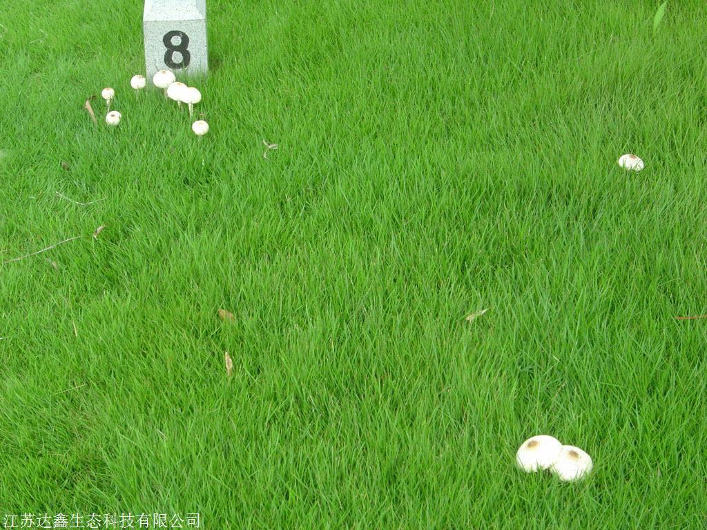 批发绿化草籽 剪股颖种籽细弱型 耐践踏 矮生护坡 量大从优