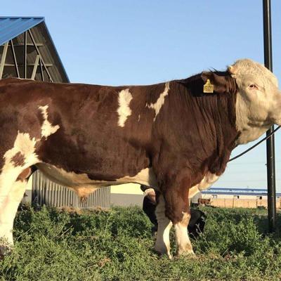 正凯养殖场 西门塔尔牛行情 改良鲁西黄牛犊 个体养殖场