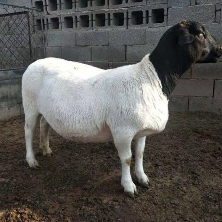 正凯养殖场 白头杜泊绵羊 杜泊羊羊羔供应 价格优惠