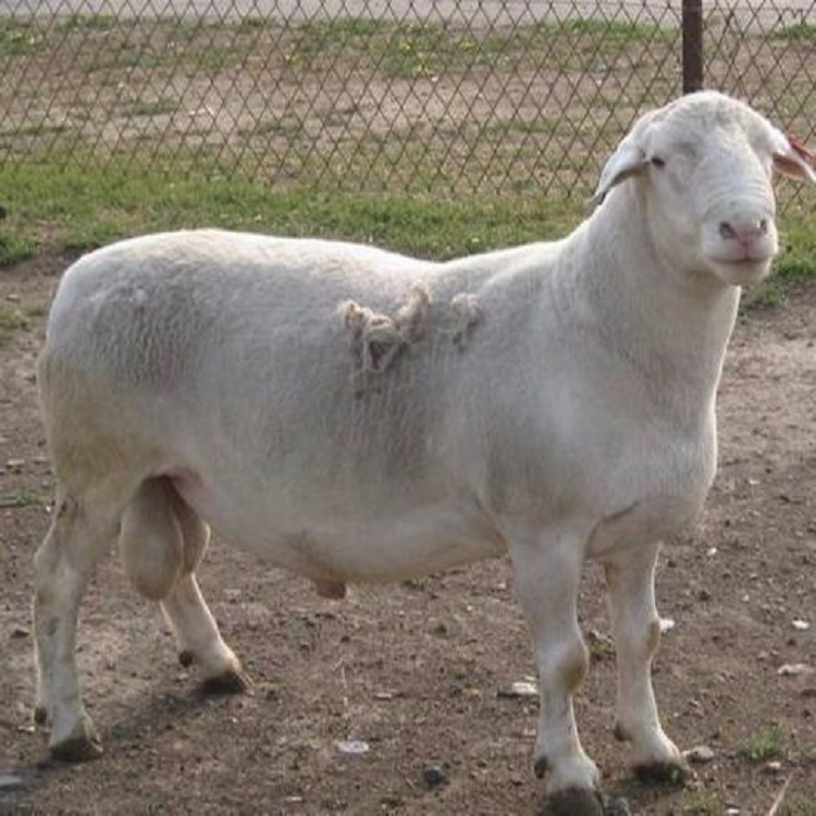 正凯养殖场 养殖场直销 出售纯种杜泊绵羊 白头杜泊绵羊价格