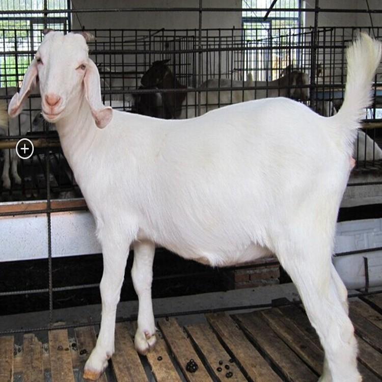 正凯养殖场 美国大白羊现货供应 美国白山羊繁育基地 美国白山