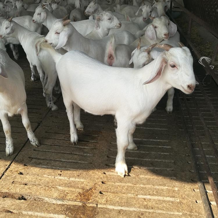 正凯养殖场 批发价格低 美国白山羊生长特点 美国白山羊肉羊