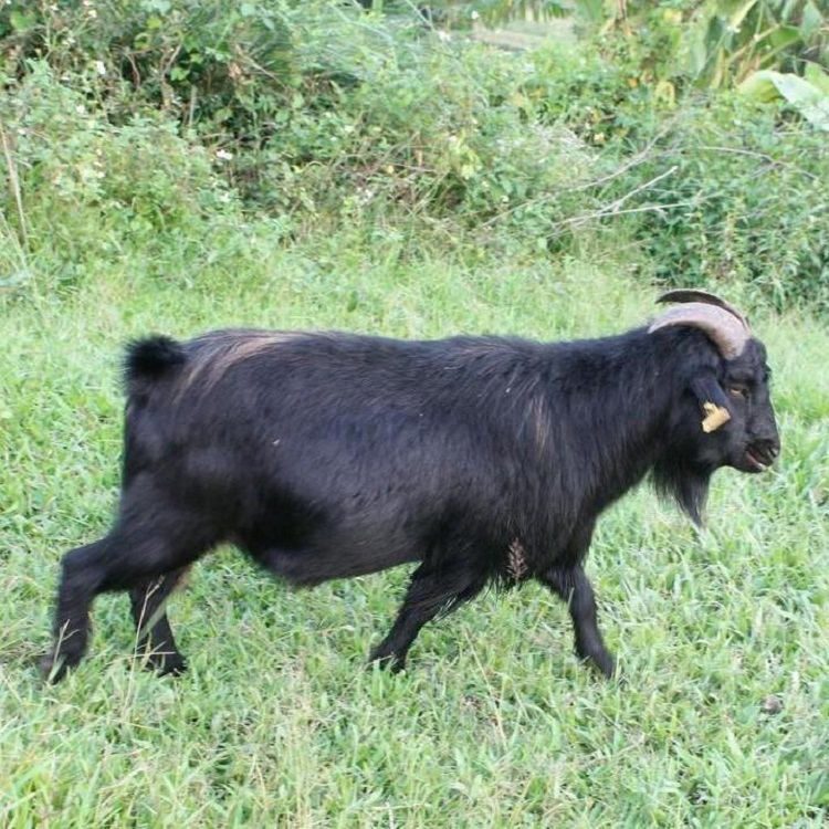 正凯 纯种努比亚黑山羊 黑羊价格包教繁育 黑山羊苗