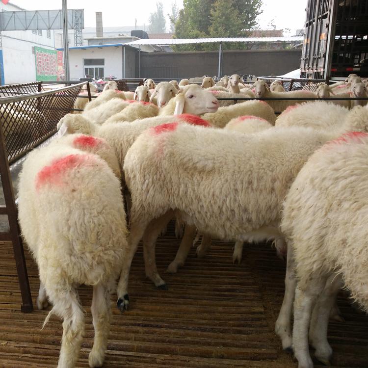 正凯 大量出售屠宰羊 小尾寒羊价格行情 价格优惠