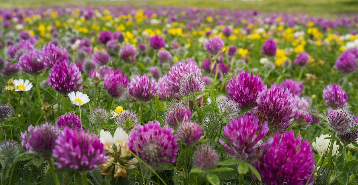 草坪种子红三叶种子 红花三叶草草籽 醡浆草种子