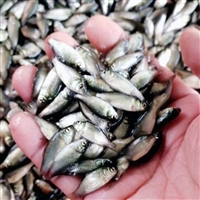 豪情水产低价供应丰产鲫鱼苗 大量鲫鱼鱼苗