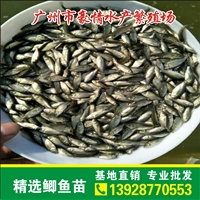 广州鱼苗， 豪情鱼苗 鲫鱼鱼苗 渔场