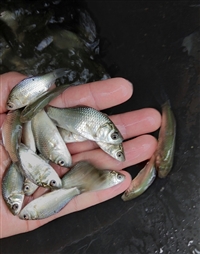 广州豪情鲫鱼鱼苗 生长速度快 出肉率高 病害少