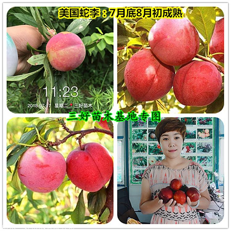 美国蛇李几月份成熟新品种李子苗繁育基地