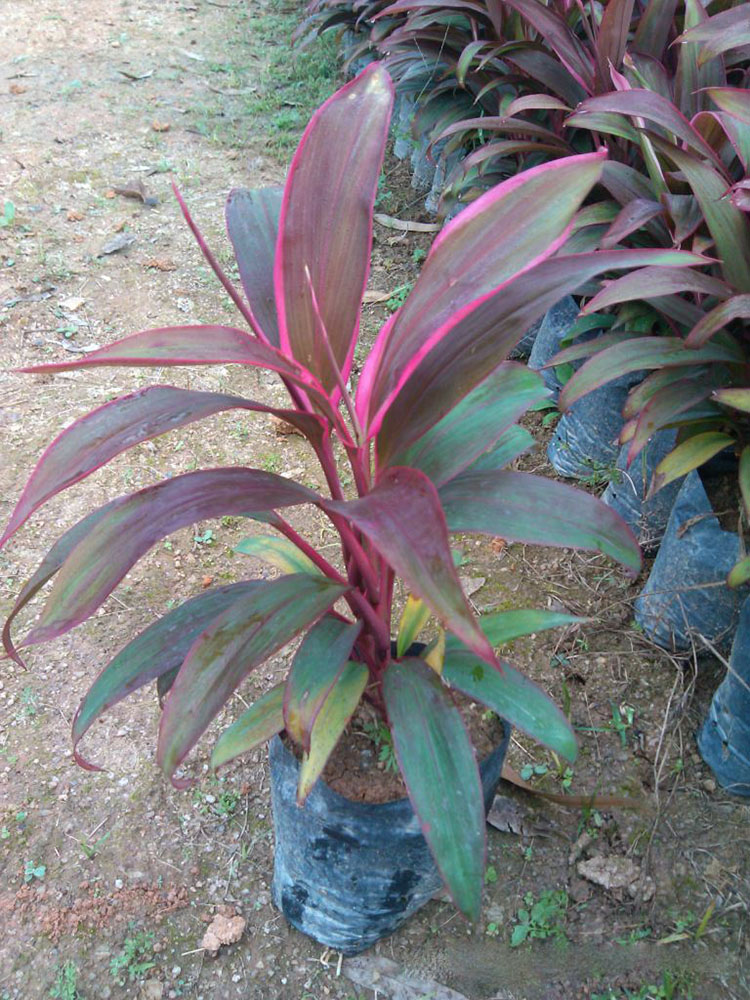 亮叶朱蕉小苗 亮叶朱蕉袋苗 亮叶朱蕉杯苗 福建基地直销 大量批发-搜