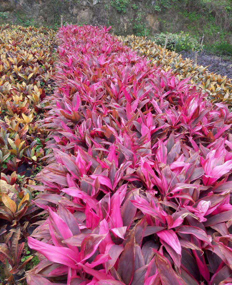 亮叶朱蕉小苗 亮叶朱蕉袋苗 亮叶朱蕉杯苗 福建基地直销 大量批发-搜