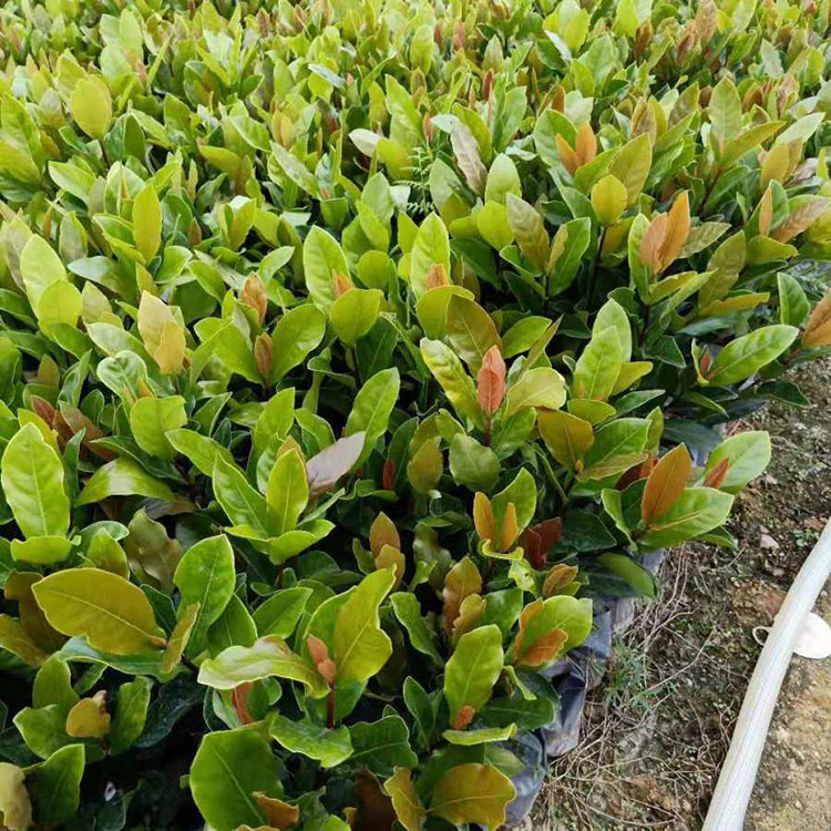 龙船花小苗 龙船花袋苗 龙船花杯苗 量大从优 园林景观工程供应