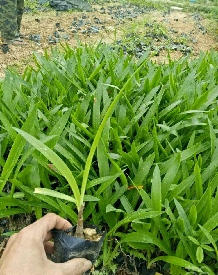 蜘蛛兰价格 蜘蛛兰报价 蜘蛛兰批发 规格齐全 景观绿化工程供应