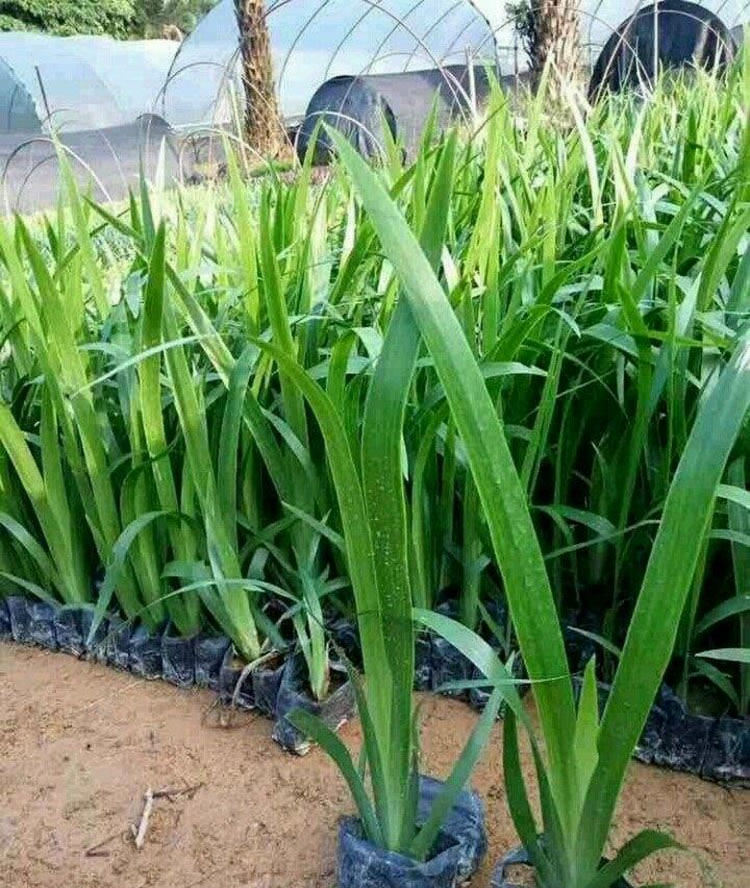 蜘蛛兰价格 蜘蛛兰报价 蜘蛛兰批发 规格齐全 景观绿化工程供应