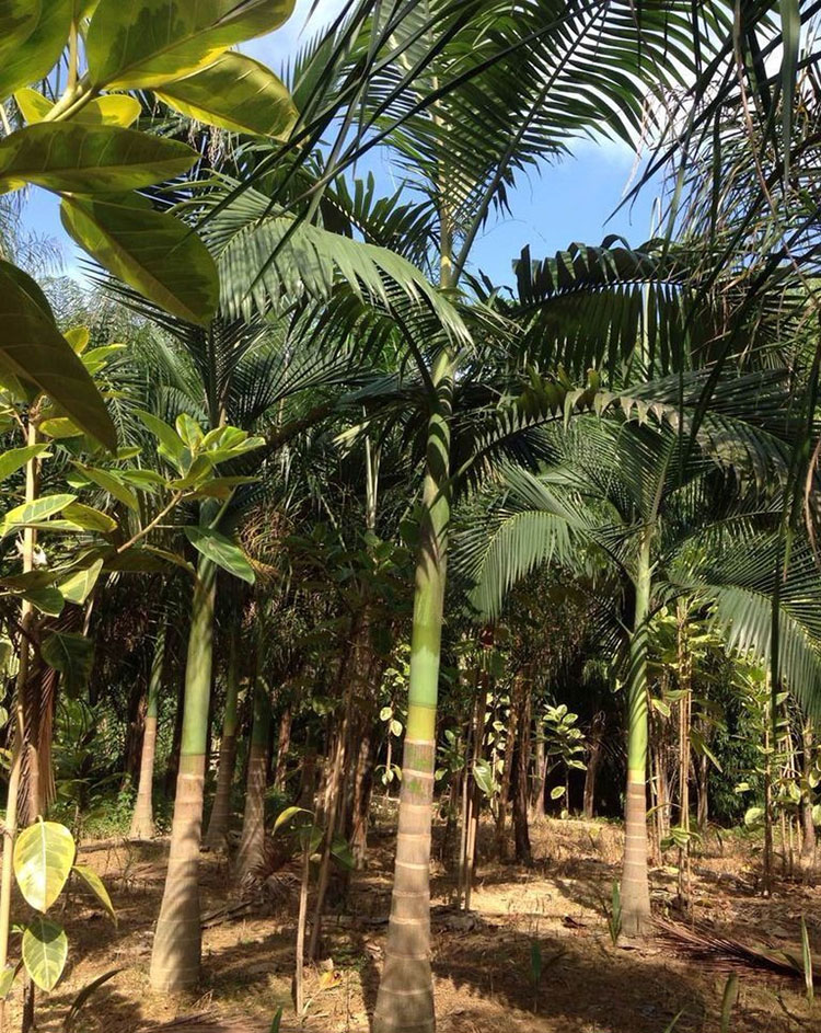 假槟榔价格 假槟榔报价 假槟榔批发 福建基地直销 量大从优