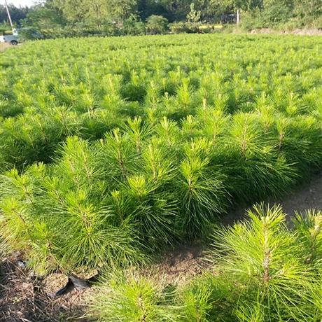小湿地松 湿地松小苗 二年生湿