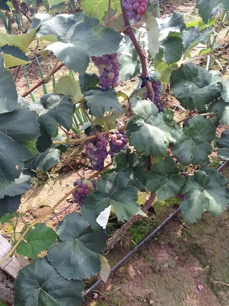 出售枸杞苗 紅豆杉苗 山葡萄苗  遼寧出售茉莉香葡萄苗