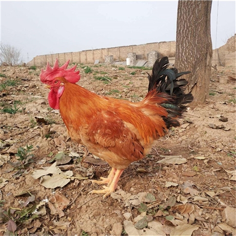 优质黄花公鸡苗厂家批发,黄花公