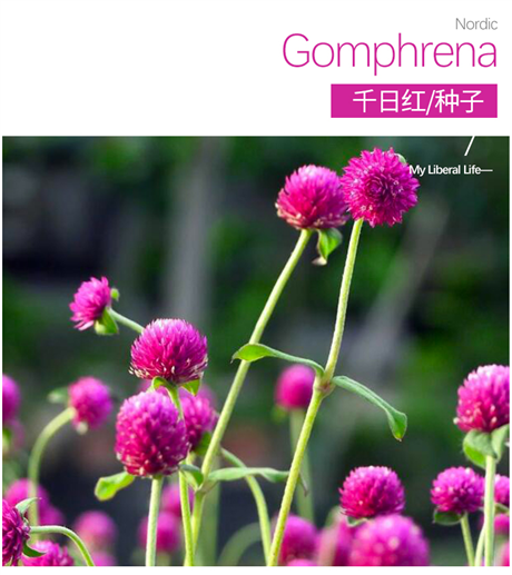 景观园林千日红花种子四季开花易种易活量大优惠