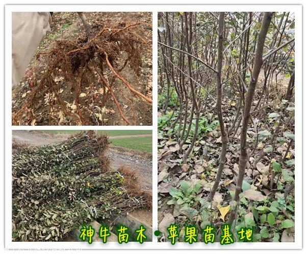 水蜜桃苹果苗优新苹果山东苹果苗基地