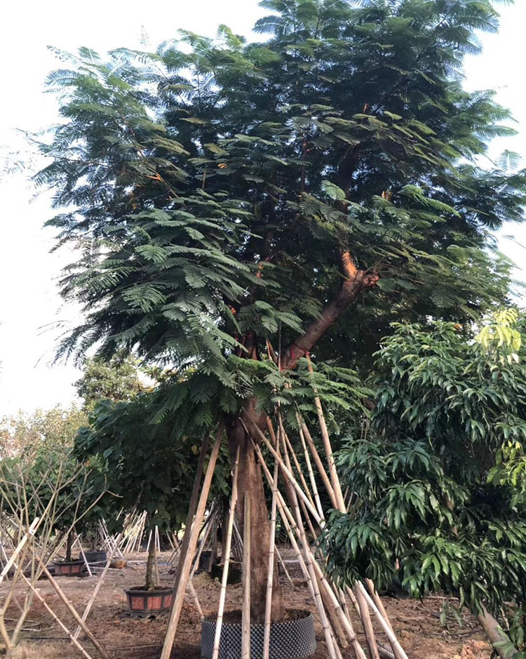 凤凰木移植苗凤凰木树苗凤凰木袋苗规格齐全大量批发风景树